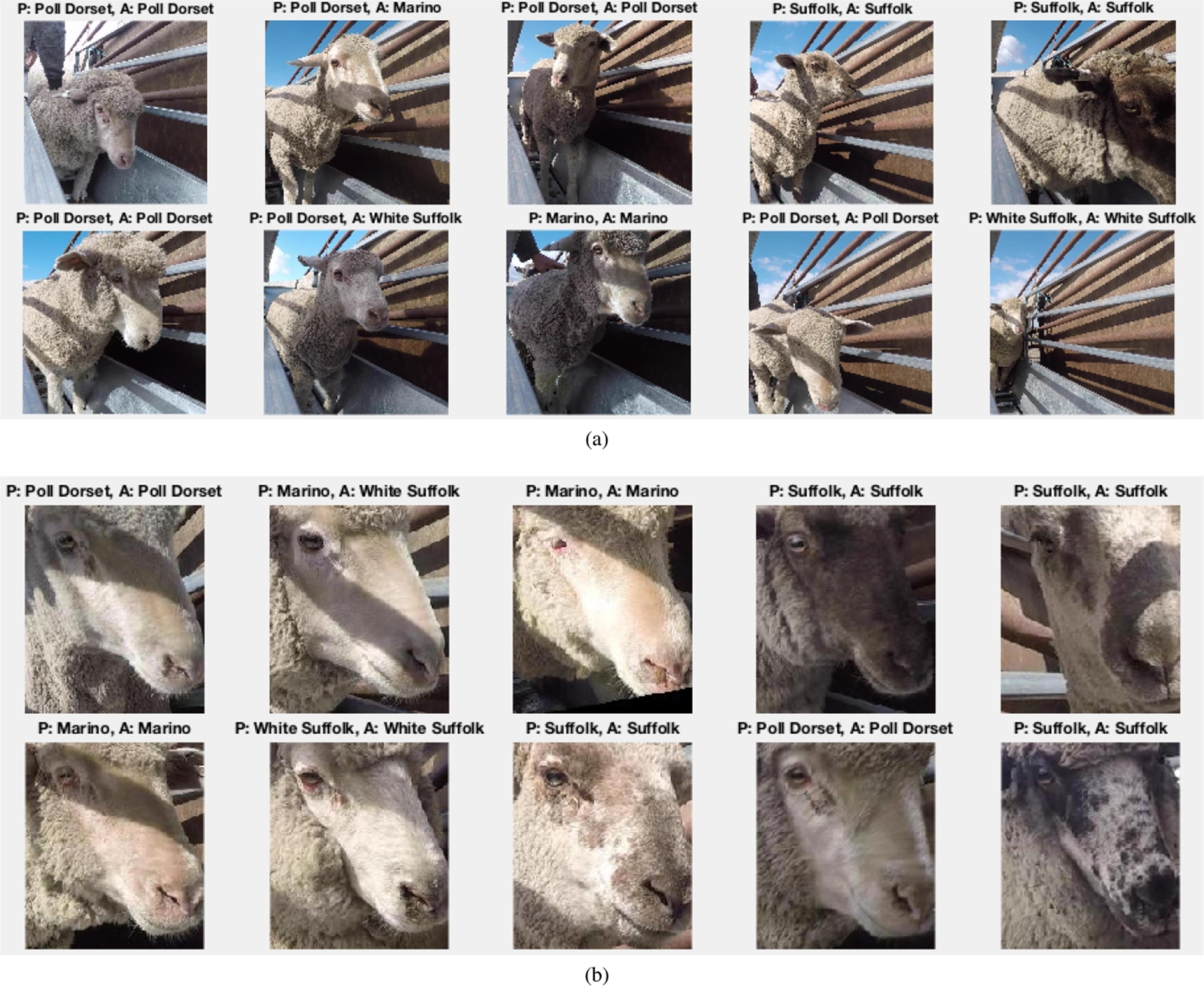 Unveiling the power of AI - Research Impact at UWA